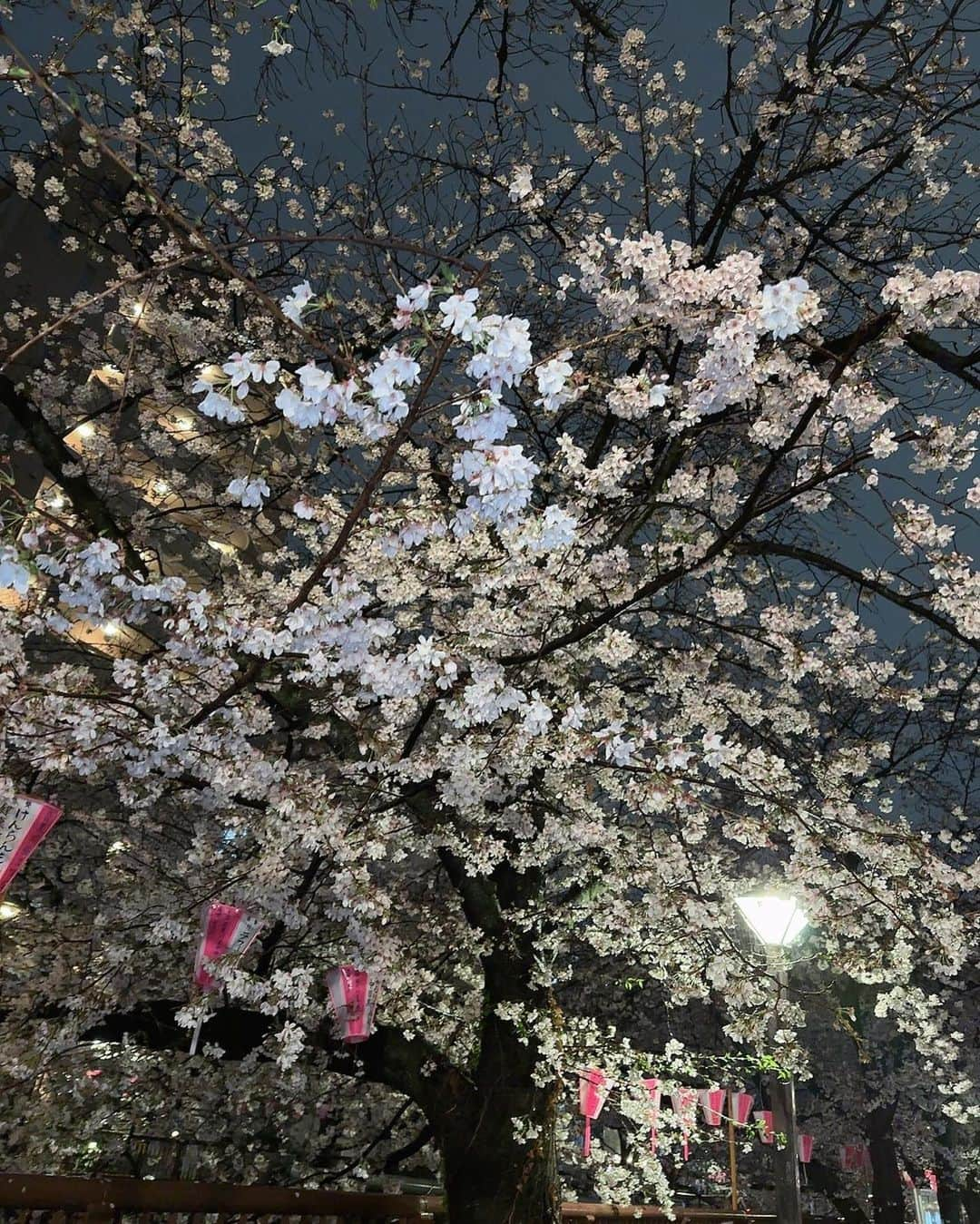 瑠川リナさんのインスタグラム写真 - (瑠川リナInstagram)「3/25 桜満開🌸  #目黒川 #桜 #春 #spring #花見スポット #花見 #グラビア自撮り部 #fantia  #美女図鑑　#自撮り #instalike #instagram #love #likeforlikes #f4f #japanesegirl #japaneseidol #フォローミー #follow #instagood #随手拍 #잘부탁해요 #女孩 #扎心了#sexyasiangirl #sexyactresses #人像攝影　 #被写体 #攝影日記」3月25日 21時17分 - rukarina_insta