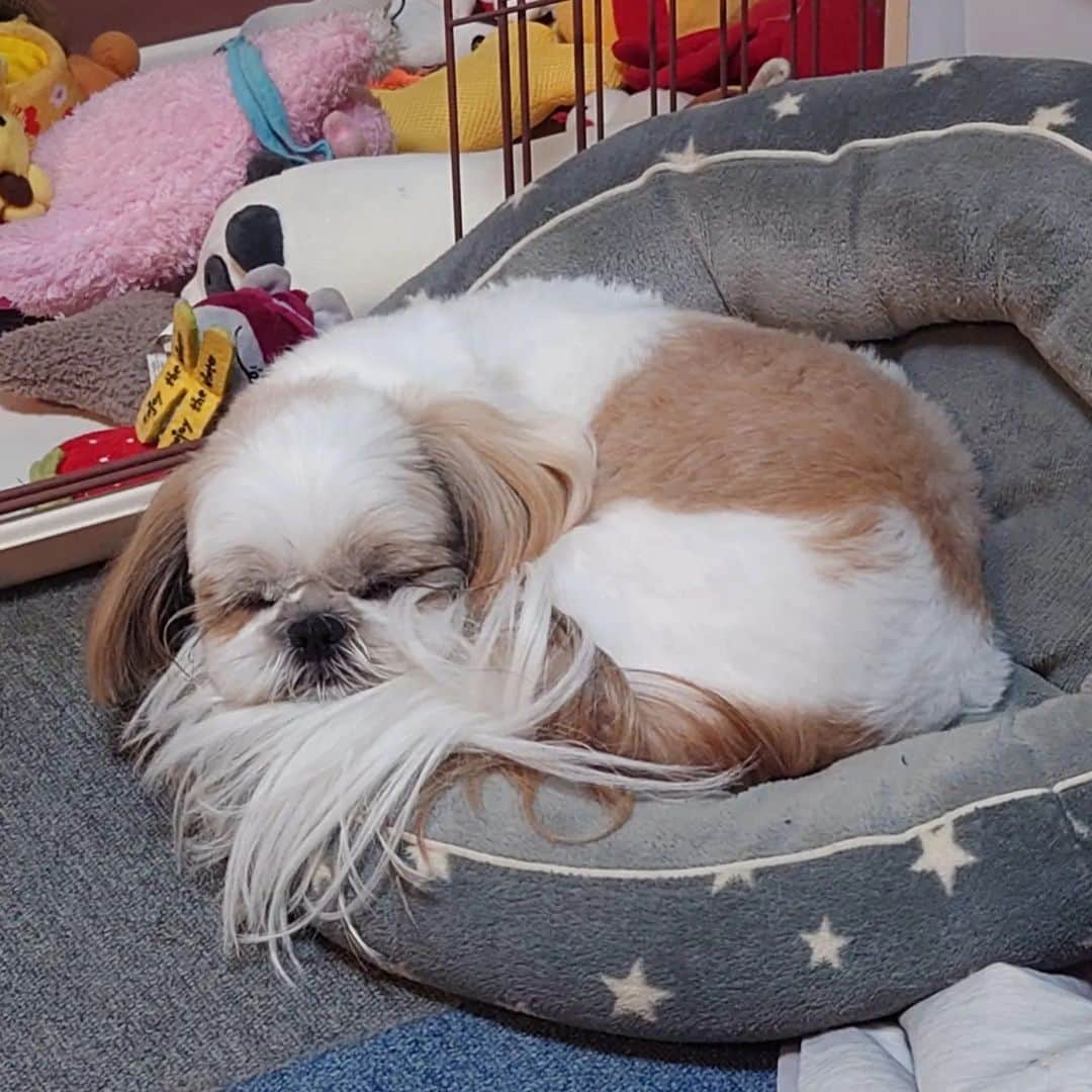 Kukkaのインスタグラム：「ねむねむ #シーズー」