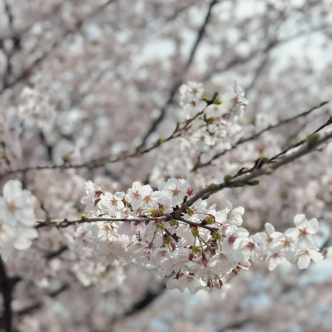 篠原真衣さんのインスタグラム写真 - (篠原真衣Instagram)「雨続きだけど晴れてる隙に楽しんだ桜🌸 リルも積極的に歩いてくれて楽しそうな顔を見せてくれたから公園ハシゴして、わたしも大満足💮」3月25日 21時25分 - shinomai425