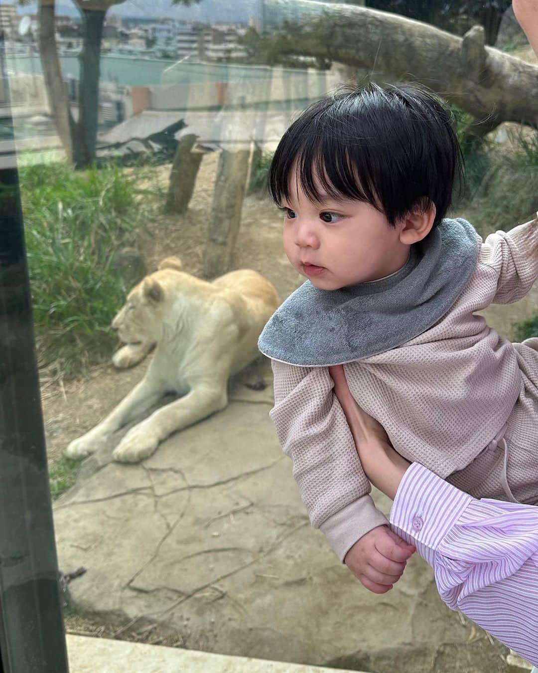 畑有里紗さんのインスタグラム写真 - (畑有里紗Instagram)「沖縄行った初日に トナちゃん動物園デビュー🦁🐘🦒  👩🏻‍🦰tops @grl_official  pants @zara  👶🏻set up @hm  sty @marlmarl_tokyo  (動物園コーデはこんな感じでした👖)  大きく動いてる動物は見てたし 少し反応もしてて可愛かったなぁ👶🏻 カバのような瞬きしかほぼしてないような動物は 置物のような扱いでまったく見向きもせず👀 増設工事してて基本的には その音のほうばかり見てた👷笑  入場料500円やったし あんまり期待してなかったけど 中広くて見応えあって私たちのほうが楽しんでたかも😂 授乳室完備でおむつ替えとかの 設備もそれなりに綺麗やったよ〜 我が家はもう👶🏻重いからベビーカーで行って 交代で押しながら動物エリアは抱っこして回ったけど けっこう坂とかは多いから スニーカーでよかった〜って思いました👟  なかなか楽しく時間潰せたので 沖縄行かれる子連れの方とくにおすすめかな😙 これからもっと増設して大きくなるみたいで またトナが大きくなって沖縄来た時には 行きたいな〜と✈︎  またまた10枚目のトナちゃんは なんかいいポーズをしてくれてたわ🤣👆 (逆光で画質荒いけど👶🏻決まってるしお気に入り笑)  @sho_arii.family  #男の子ベビー#息子#動物園デビュー#動物園デビューしました#沖縄旅行#子連れ旅行#沖縄#沖縄観光#子連れ沖縄#子連れ沖縄旅行#沖縄こどもの国#男の子ママ#新米ママ#令和4年ベビー#グレイル#grl#プチプラコーデ#動物園コーデ」3月25日 21時31分 - arii_m36