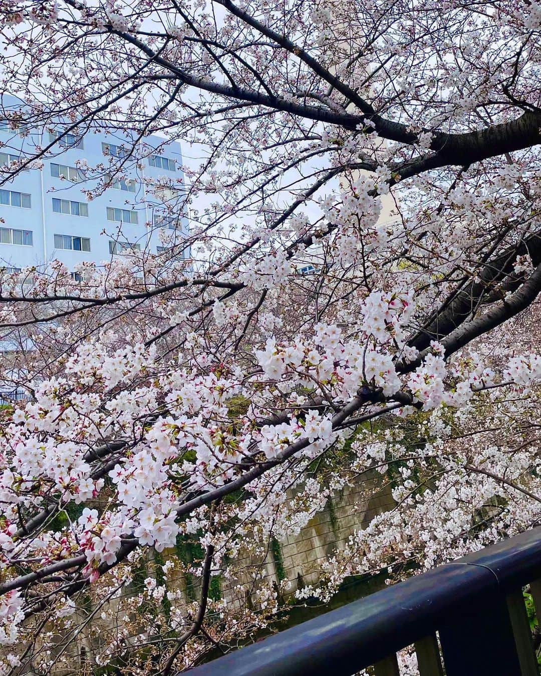 西川七海さんのインスタグラム写真 - (西川七海Instagram)「🌸 ずっと雨続きでかなしい、、 来年は青空の下で綺麗な桜が見れるといいな😌  #お花見 #目黒川」3月25日 21時45分 - n.nanami0703