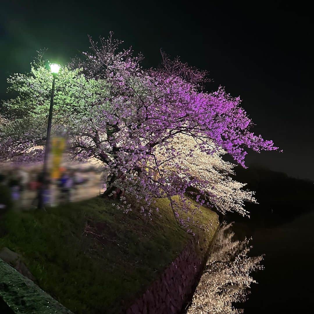 石橋颯のインスタグラム：「今年も夜桜🌸🖤  ･ ･ ･  #ootd #instagood #instalike #followme #いいね#アイドル #夜桜  #桜まつり #大濠公園 #桜」