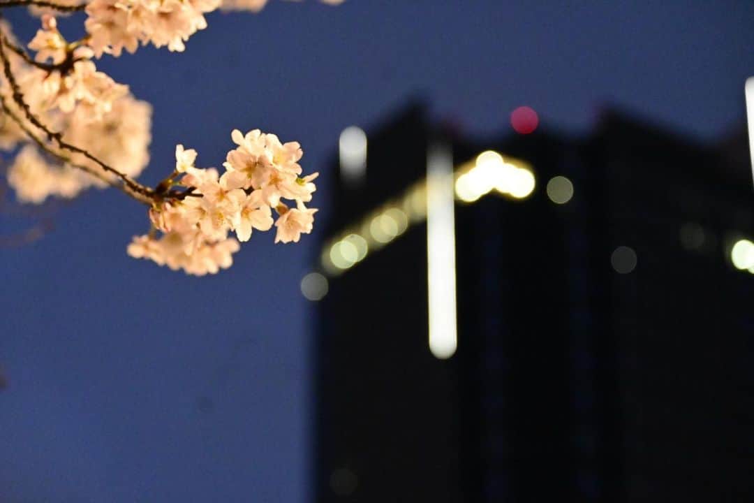 ふかしさんのインスタグラム写真 - (ふかしInstagram)「夜桜の美しさに気がつく42の夜 #夜桜 #そめいよしの #しだれ桜」3月25日 21時55分 - fukashi