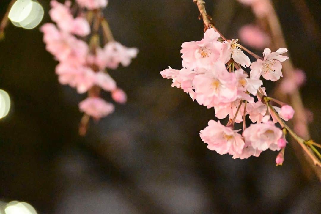 ふかしのインスタグラム：「夜桜の美しさに気がつく42の夜 #夜桜 #そめいよしの #しだれ桜」