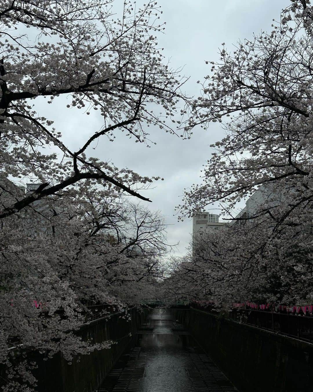松本恵奈さんのインスタグラム写真 - (松本恵奈Instagram)「雨だったけど綺麗だった。 散っちゃう前に色んな桜を沢山見たいな⚪️ #sakura #桜」3月25日 22時04分 - ena1123