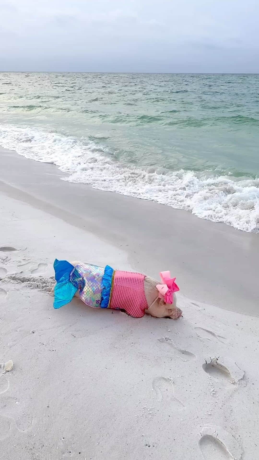 Priscilla and Poppletonのインスタグラム：「“I want to be where the people are.” Posey is definitely a people pig. We love our Littler Mermaid!🐷🧜🏻‍♀️ #LittleMermaid #PensacolaBeach #PosingPosey #PrissyandPop」
