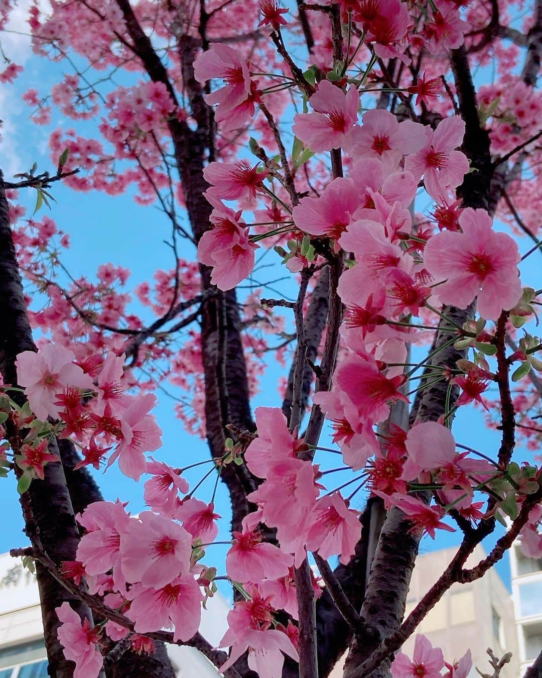 折井あゆみさんのインスタグラム写真 - (折井あゆみInstagram)「桜の花びらたちが咲〜く頃🌸♪  #桜の花びらたち  #お花見 #折井あゆみ」3月25日 22時21分 - ayumi_orii720