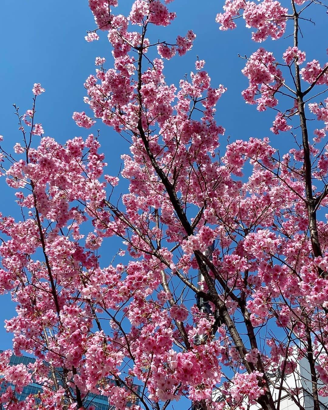 折井あゆみさんのインスタグラム写真 - (折井あゆみInstagram)「桜の花びらたちが咲〜く頃🌸♪  #桜の花びらたち  #お花見 #折井あゆみ」3月25日 22時21分 - ayumi_orii720