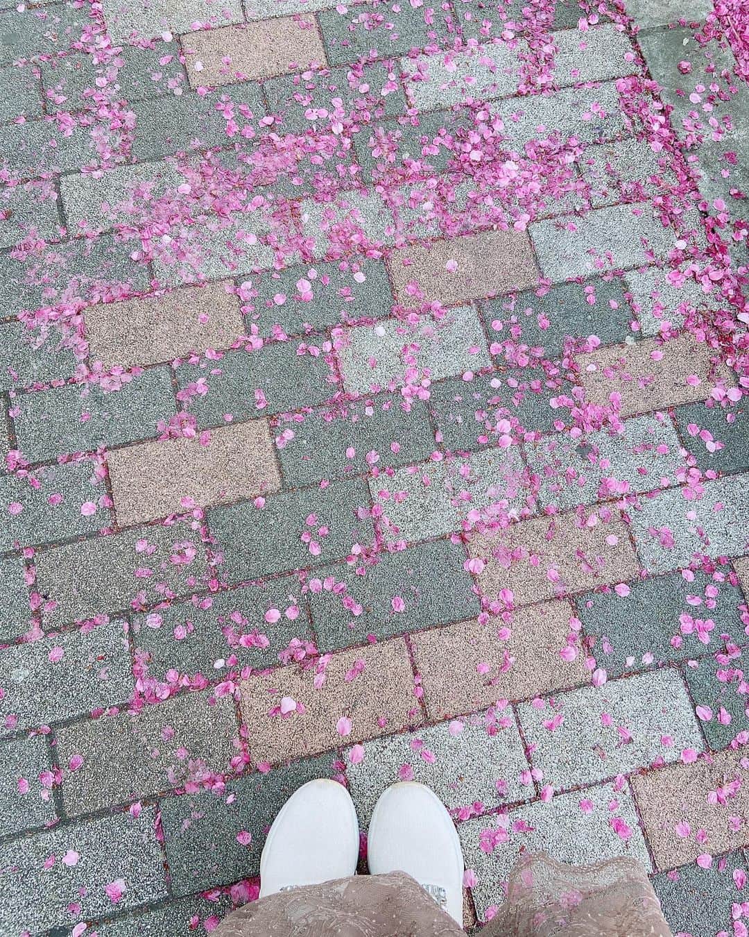 折井あゆみのインスタグラム：「桜の花びらたちが咲〜く頃🌸♪  #桜の花びらたち  #お花見 #折井あゆみ」