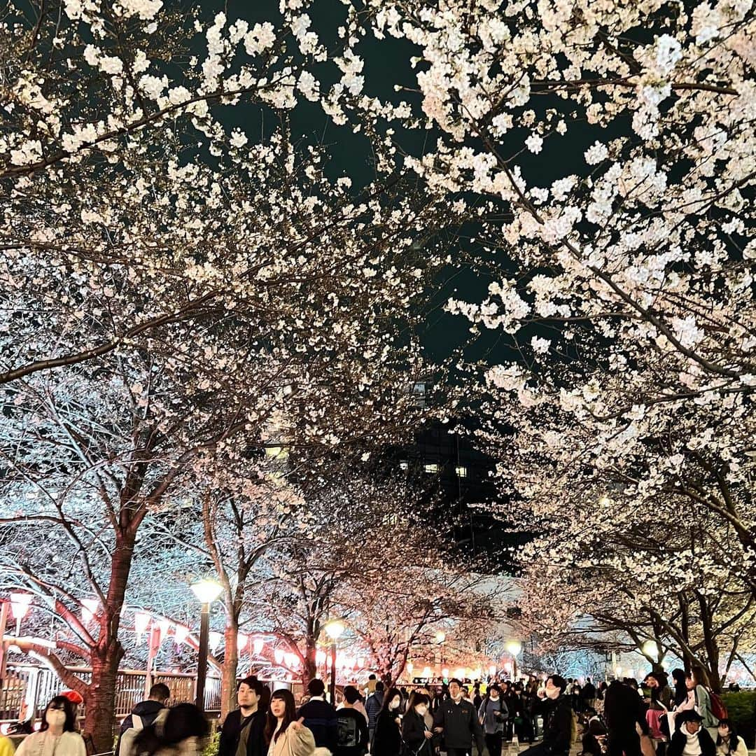 齊藤美沙貴さんのインスタグラム写真 - (齊藤美沙貴Instagram)「夜桜お花見🍡 中目黒賑わってた🌸  #お花見#桜#中目黒#さくらまつり」3月25日 22時36分 - misya_kids