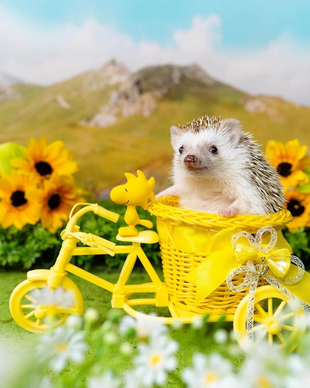 ダーシーさんのインスタグラム写真 - (ダーシーInstagram)「Cycling with friends🦔🚲💛  忙しすぎて久しぶりになっちゃったけど、コアラは元気すぎて体重MAXです🐨🍙  2枚目は1年前の今日の写真😊  #hedgehog#hedgie#cuteanimals#sigmaart#flyinghedgehogs#ハリネズミ#はりねずみ#igel#hérisson#riccio#erizo#고슴도치#刺猬#minions#woodstock」3月25日 22時41分 - darcytheflyinghedgehog