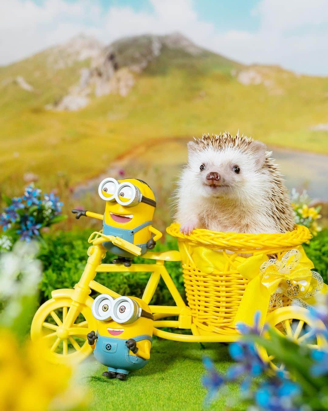 のインスタグラム：「Cycling with friends🦔🚲💛  忙しすぎて久しぶりになっちゃったけど、コアラは元気すぎて体重MAXです🐨🍙  2枚目は1年前の今日の写真😊  #hedgehog#hedgie#cuteanimals#sigmaart#flyinghedgehogs#ハリネズミ#はりねずみ#igel#hérisson#riccio#erizo#고슴도치#刺猬#minions#woodstock」