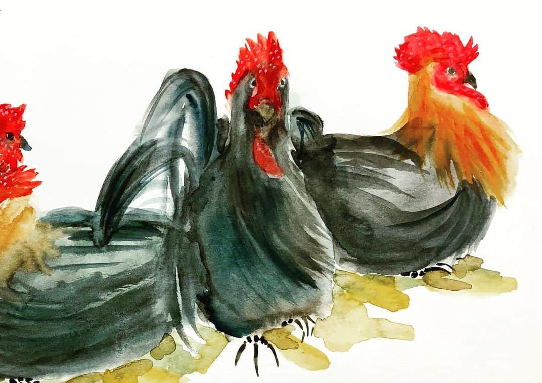 LiLi （矢野り々子）さんのインスタグラム写真 - (LiLi （矢野り々子）Instagram)「hen  lili 16yrs old  #久しぶりぶりに鶏を描いた #hen #雌鶏 #artwork  #illustration  #drawing  #watercolorpainting  #矢野り々子」3月25日 22時43分 - liliko.y