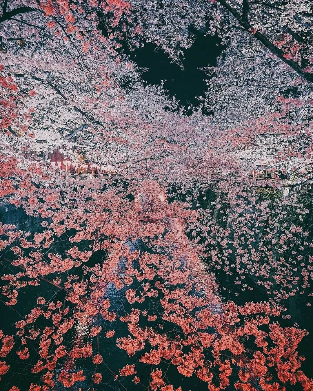 Berlin Tokyoのインスタグラム：「Sakura selection 🌸 Seasons come and go. Nothing remains the same. Finding beauty in impermanence is way to appreciate the nature. . . . #hellofrom #japan」