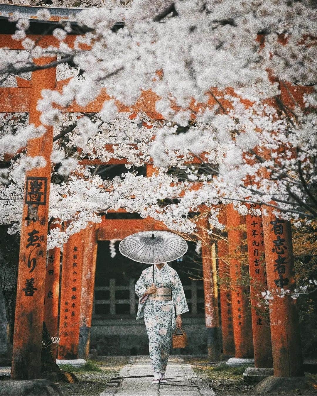 Berlin Tokyoさんのインスタグラム写真 - (Berlin TokyoInstagram)「Sakura selection 🌸 Seasons come and go. Nothing remains the same. Finding beauty in impermanence is way to appreciate the nature. . . . #hellofrom #japan」3月25日 22時44分 - tokio_kid
