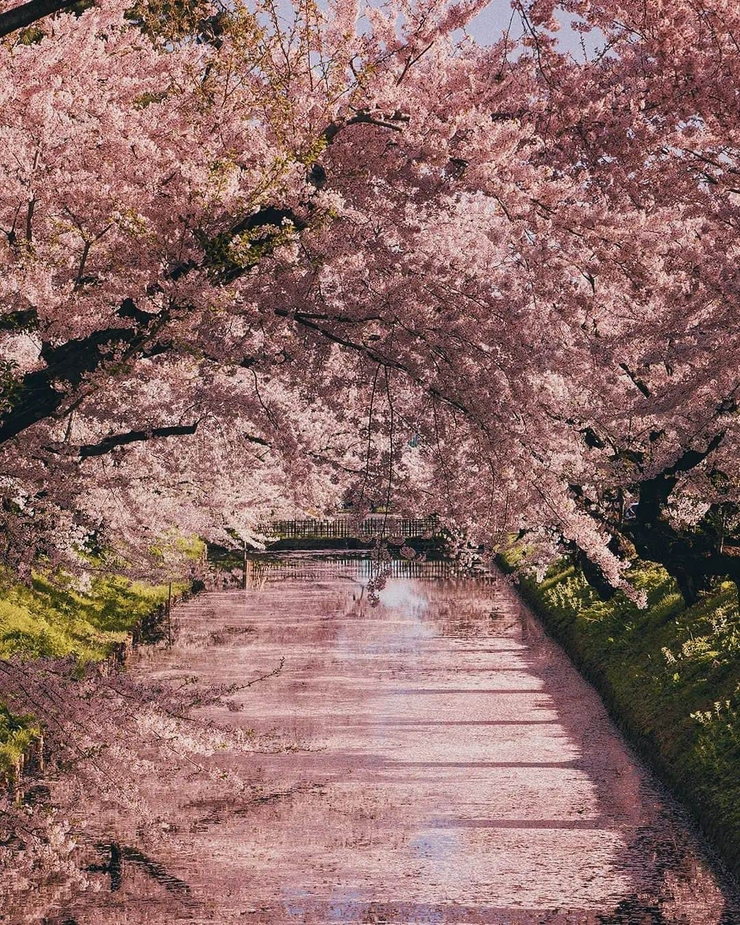 Berlin Tokyoさんのインスタグラム写真 - (Berlin TokyoInstagram)「Sakura selection 🌸 Seasons come and go. Nothing remains the same. Finding beauty in impermanence is way to appreciate the nature. . . . #hellofrom #japan」3月25日 22時44分 - tokio_kid