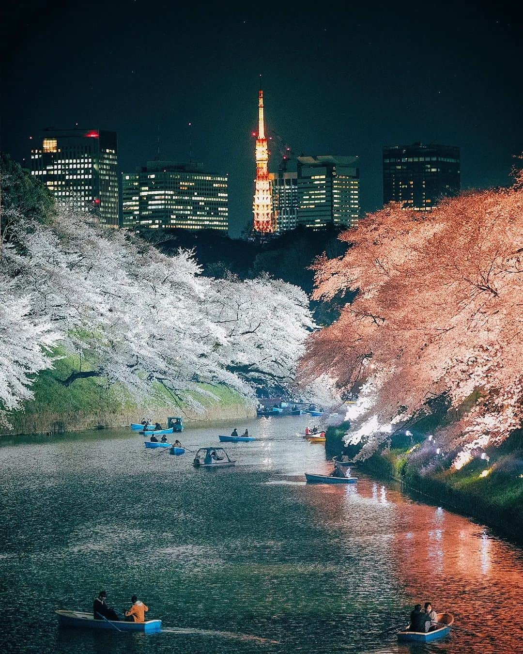 Berlin Tokyoさんのインスタグラム写真 - (Berlin TokyoInstagram)「Sakura selection 🌸 Seasons come and go. Nothing remains the same. Finding beauty in impermanence is way to appreciate the nature. . . . #hellofrom #japan」3月25日 22時44分 - tokio_kid