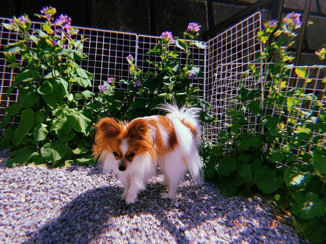 三好大貴のインスタグラム：「【34days.44】  今日は稽古OFF  もちろん実家へ  ろっくん(犬)と戯れたり 父さんと囲碁したり 母さんの豚カツ久々に食べたり 甥っ子とワンピース祭りしたり  再幸の休日  愛媛生活で会えなかった分 時間が出来たら会いまくる所存  明日はあら通し稽古 全力全開で頑張るぜ。。。  ps.今日も一日お疲れさん♪明日もがんばろーな！ #三好大貴 2023.3.25 #世界が消えないように」