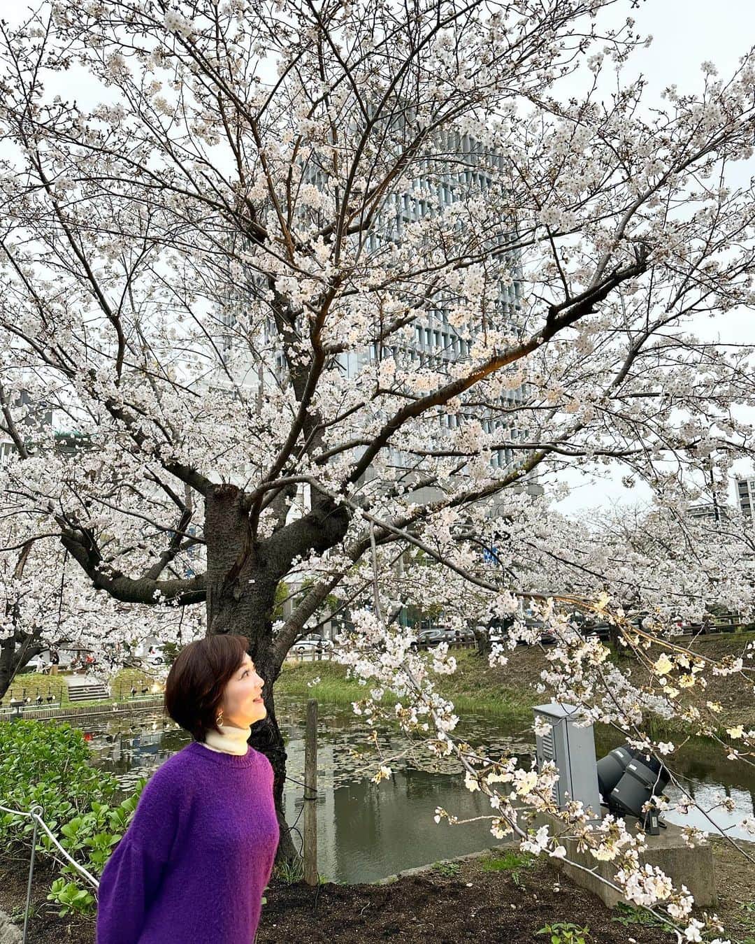 のインスタグラム：「今日は、三溝先生と共に桜を愛でる会に参加してきました‼︎マサルさんのオードブルも美味しかったですし、久しぶりにお会いできた方も多く、幸せなお花見となりました🌸」