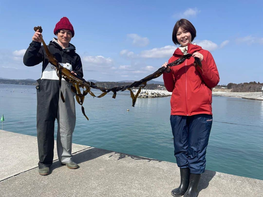 岩間瞳のインスタグラム：「＼いまが旬の三陸生わかめ／   月に1回程度担当してきた みやぎ！イチオシは 先週が今年度最後の放送でした✨  取材したのは三陸わかめ。 スーパーでは乾燥や塩蔵で年中見ることができるけど 実は旬はこの2〜3ヶ月だけ！！ 今なら生のわかめを食べることができます🍃  産地の南三陸町歌津地区を訪ねると 豊かな海と山がある三陸沖🌊と 丁寧な手仕事をする地元の方🙋‍♀️がいるからこそ おいしいわかめが育つことを知りました！  採れたてわかめのしゃぶしゃぶは お湯にくぐらせた瞬間に鮮やかな緑色になって まさに"春告げわかめ"だなと✨  志津川地区のさんさん商店街で人気の 三陸キラキラ丼にもめかぶがたっぷり 使われていましたよ〜😊  あの日の話を伺う機会もありました。 お忙しいなかご協力いただき 本当にありがとうございました。  今年度から始まったみやぎ！イチオシでは 旬の食材や素敵な方々をご紹介してきました。 県内出身のわたしでも初めて知ることが多く ますます宮城への愛が強まる、 そんな時間になっていました。 来年度もこのコーナーは続きますので、 ご覧いただく皆さん！取材でお世話になる皆さん！ くれぐれも引き続きどうぞよろしくお願いします！！  #宮城 #宮城観光 #南三陸町 #歌津町 #泊浜漁港 #三陸わかめ #春告げわかめ #わかめのしゃぶしゃぶめっちゃおいしい #志津川 #南三陸さんさん商店街 #三陸キラキラ丼 #nhk仙台 #アナウンサー #キャスター #岩間瞳」