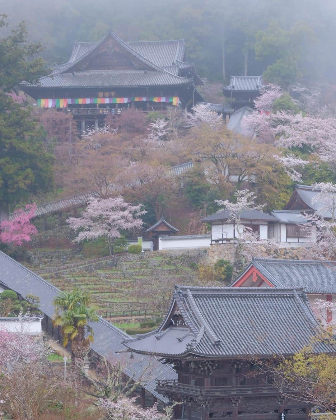 奈良 長谷寺 / nara hasederaのインスタグラム：「#初瀬 に降る雨#花の雨  #桜 を潔め、地を清め、在(ま)します観音、あな貴(とう)と  The rain moistens and purifies the #hase, and the flowers are beautiful.  #長谷寺 #奈良長谷寺 #総本山長谷寺 #真言宗豊山派 #花の御寺 #奈良 #hasedera #hasederatemple #temple #japan #japanesetraditional #pilgrimage #nara #tourism #sightseeing #japanesetemple #西国三十三所 #霊場 #巡礼 #四寺巡礼 #長谷寺が好き #日本遺産 #観音さんさんサイコク巡礼 #千年巡礼」