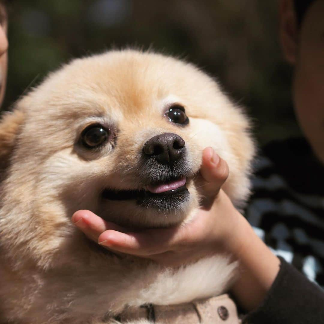 水野良樹のインスタグラム：「弟よ、アゴを持つな、アゴを。 #いぬすたぐらむ #名犬てけ #優しいお兄ちゃんです」