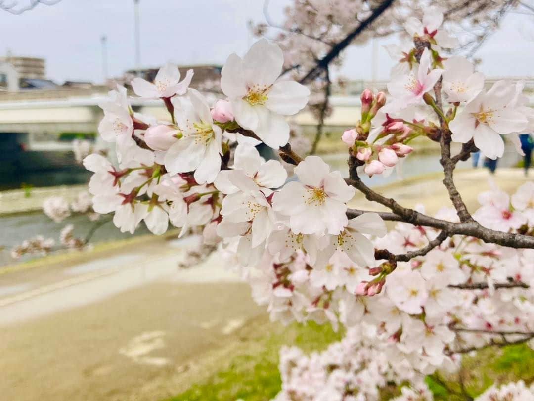 一保堂茶舗さんのインスタグラム写真 - (一保堂茶舗Instagram)「「京都から桜のたより」  きょう3月26日は、七十二候の「桜始開（さくらはじめてひらく）」。 京都の鴨川では、桜がよく咲いています。今年の桜はすこし気が早いようで、すでに京都で桜の満開が発表されました。  花曇りではありますが、その様子を京都からお届けします。  Sakura along the Kamo River near our main store are in full bloom!   @ippodotea   #一保堂 #一保堂茶舗 #ippodo #ippodotea #桜 #sakura #bloom #桜始開 #花曇り」3月26日 9時32分 - ippodotea