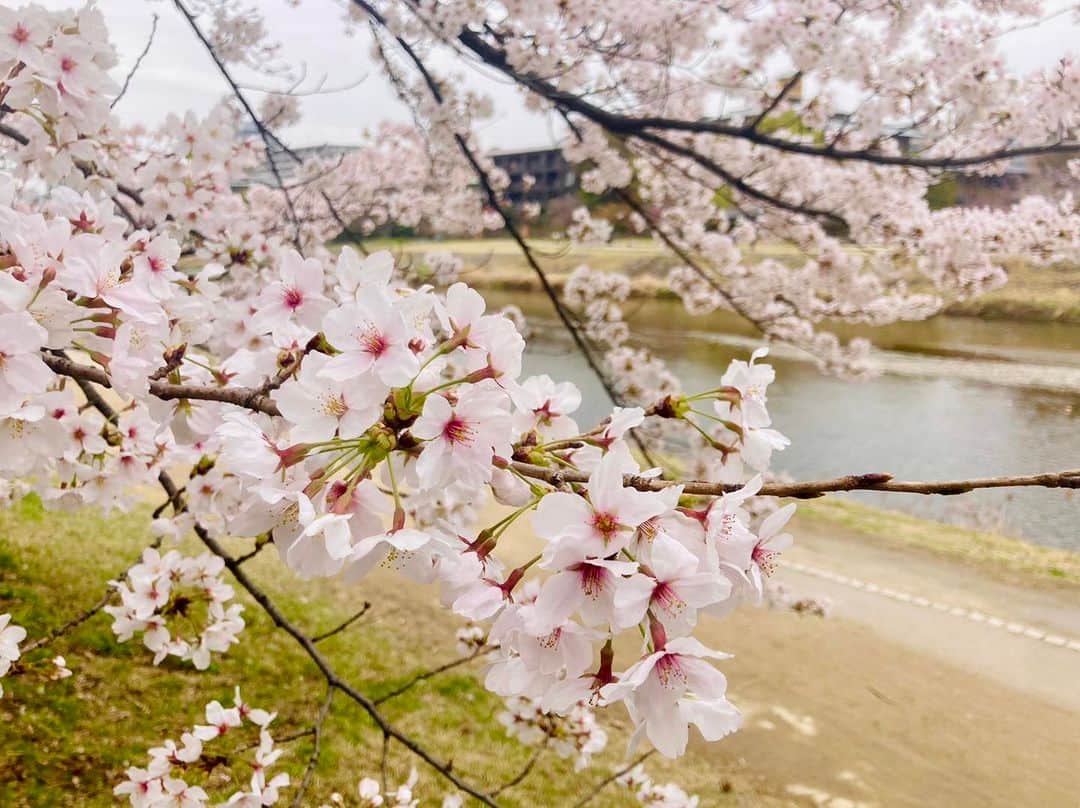 一保堂茶舗さんのインスタグラム写真 - (一保堂茶舗Instagram)「「京都から桜のたより」  きょう3月26日は、七十二候の「桜始開（さくらはじめてひらく）」。 京都の鴨川では、桜がよく咲いています。今年の桜はすこし気が早いようで、すでに京都で桜の満開が発表されました。  花曇りではありますが、その様子を京都からお届けします。  Sakura along the Kamo River near our main store are in full bloom!   @ippodotea   #一保堂 #一保堂茶舗 #ippodo #ippodotea #桜 #sakura #bloom #桜始開 #花曇り」3月26日 9時32分 - ippodotea