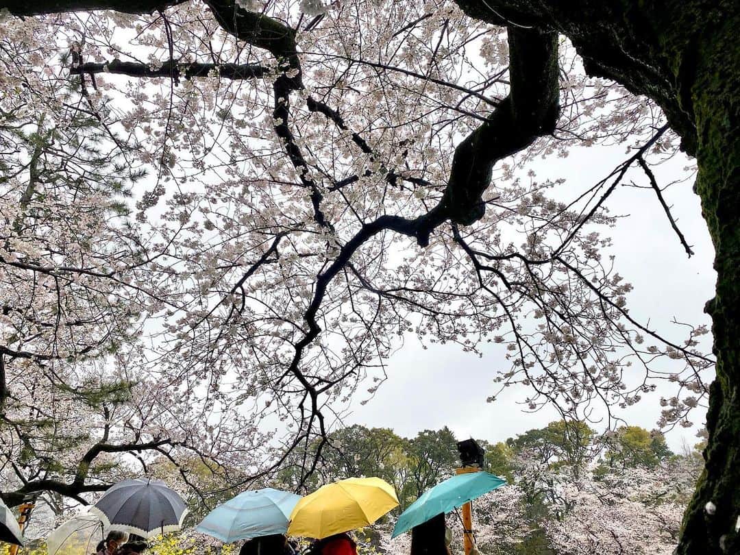 江川清音さんのインスタグラム写真 - (江川清音Instagram)「⁡ 🌸東京・千鳥ヶ淵緑道🌸 ⁡ 6枚目までは3/29(水)の様子。 靖国神社に行ったあとで 千鳥ヶ淵緑道を歩いたですが、曇り空から 少しずつ青空が見えてきたのです☺️☀️✨ ⁡ 桜が結構近いので 撮影しやすいのが嬉しいところ✌️💡 ⁡ ⁡ 7,8枚目は3/25(土)の桜の様子です！ 数日前に来た時よりどん曇りで残念な天気🥲☔️ 傘の花が咲いていました🌼 桜の花びらも散ってきていましたが まだ見頃で綺麗です〜！ ⁡ #千鳥ヶ淵 #千鳥ヶ淵緑道 #桜 #桜のあるくらし2023 #ウェザーニュースlive #さくらプロジェクト #さくプロ大使 #さくらば〜」3月26日 9時52分 - egawasayane