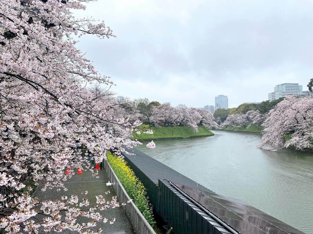 江川清音さんのインスタグラム写真 - (江川清音Instagram)「⁡ 🌸東京・千鳥ヶ淵緑道🌸 ⁡ 6枚目までは3/29(水)の様子。 靖国神社に行ったあとで 千鳥ヶ淵緑道を歩いたですが、曇り空から 少しずつ青空が見えてきたのです☺️☀️✨ ⁡ 桜が結構近いので 撮影しやすいのが嬉しいところ✌️💡 ⁡ ⁡ 7,8枚目は3/25(土)の桜の様子です！ 数日前に来た時よりどん曇りで残念な天気🥲☔️ 傘の花が咲いていました🌼 桜の花びらも散ってきていましたが まだ見頃で綺麗です〜！ ⁡ #千鳥ヶ淵 #千鳥ヶ淵緑道 #桜 #桜のあるくらし2023 #ウェザーニュースlive #さくらプロジェクト #さくプロ大使 #さくらば〜」3月26日 9時52分 - egawasayane