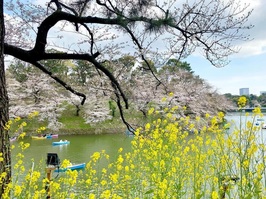 江川清音のインスタグラム：「⁡ 🌸東京・千鳥ヶ淵緑道🌸 ⁡ 6枚目までは3/29(水)の様子。 靖国神社に行ったあとで 千鳥ヶ淵緑道を歩いたですが、曇り空から 少しずつ青空が見えてきたのです☺️☀️✨ ⁡ 桜が結構近いので 撮影しやすいのが嬉しいところ✌️💡 ⁡ ⁡ 7,8枚目は3/25(土)の桜の様子です！ 数日前に来た時よりどん曇りで残念な天気🥲☔️ 傘の花が咲いていました🌼 桜の花びらも散ってきていましたが まだ見頃で綺麗です〜！ ⁡ #千鳥ヶ淵 #千鳥ヶ淵緑道 #桜 #桜のあるくらし2023 #ウェザーニュースlive #さくらプロジェクト #さくプロ大使 #さくらば〜」