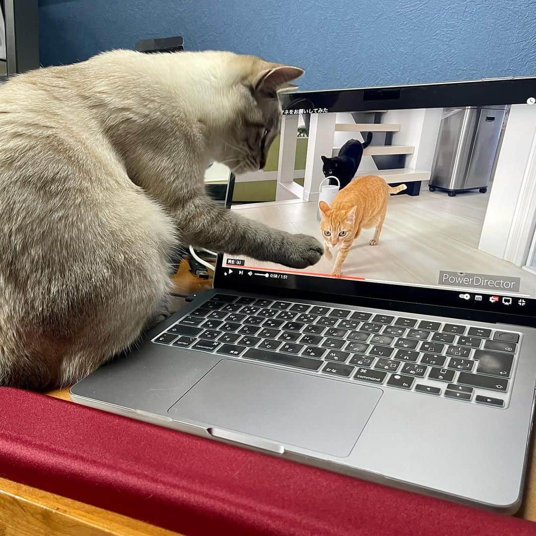 田中要次のインスタグラム：「YouTube動画にも反応してしまうグリ https://youtu.be/bXiCiFk5Nq8 #猫Guri #Bo_nyans #猫のいる暮らし」