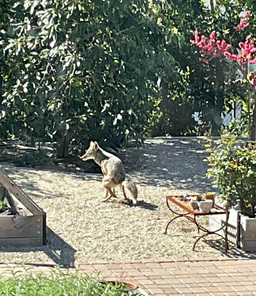 シャナン・ドハーティーさんのインスタグラム写真 - (シャナン・ドハーティーInstagram)「My dad. Today is his birthday and as my mom and I watched a coyote poop in my garden (2nd photo) I could hear him chuckling with his infectious laugh. I miss him everyday. This year has been one for the books and I desperately wish he was here to help guide me. He always gave me the strength I needed to do what needed to be done. He stood by my side with love and kindness and that allowed me to go thru hurt and pain with a little less cause he was there.  He was the example of what every man should strive to be. A rock. A source of deep love. A guide. Honest. Loyal to his core. Yeah, I miss him. Deeply.」3月26日 4時06分 - theshando