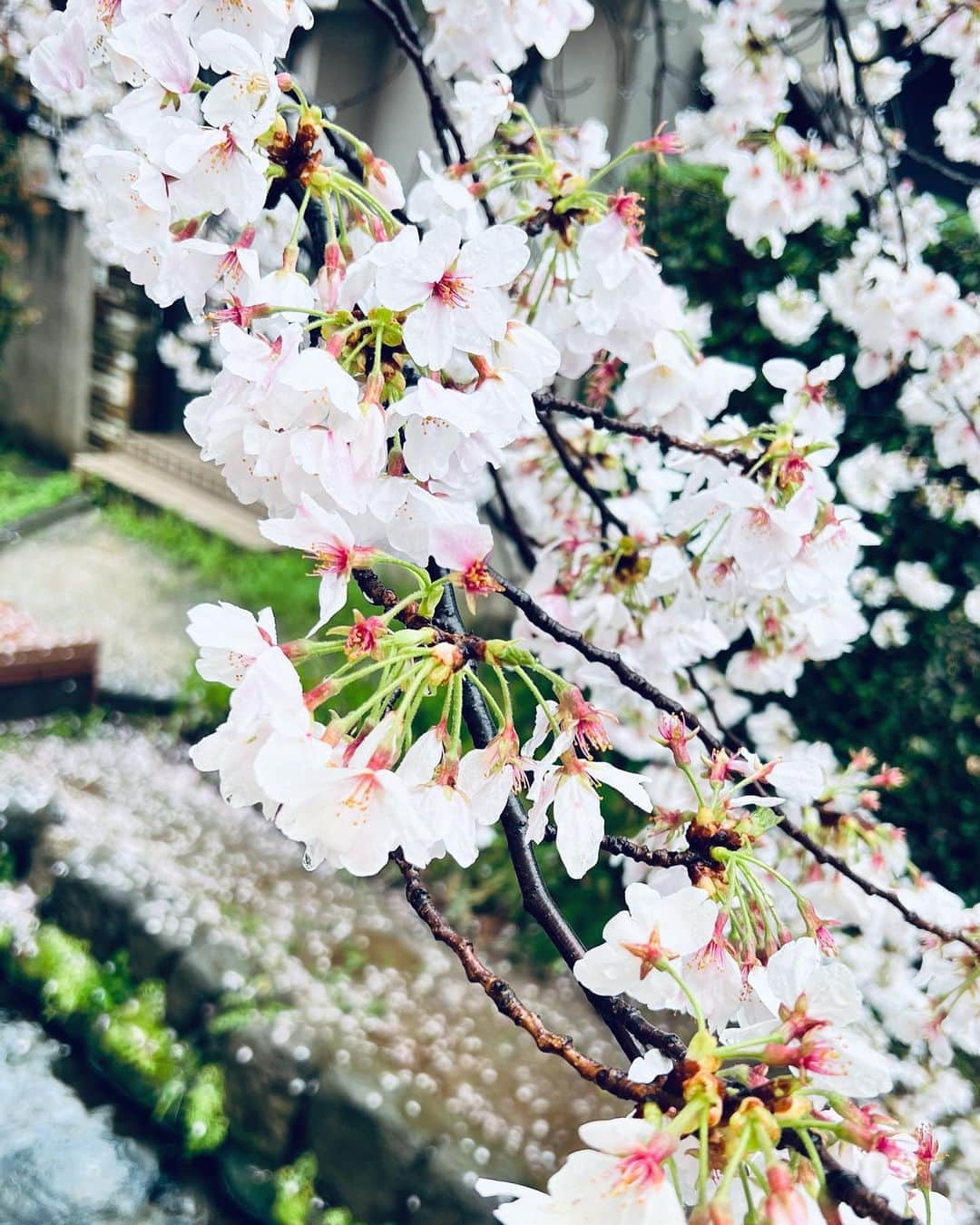 植原みゆきのインスタグラム：「雨の中、駅へ向かいながらのお花見🌸 綺麗だなぁ😊  #桜  #お花見  #さくら」