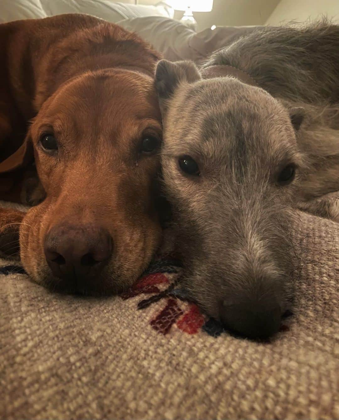 シェヘラザード・ゴールドスミスのインスタグラム：「Vinnie & Shady - thank you Vinnie for all that you have been. Best time of the day 4 ever.」