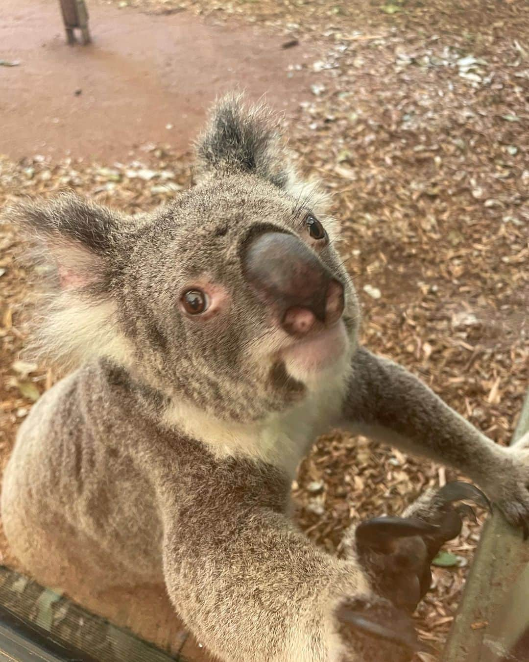 宇都宮絵莉さんのインスタグラム写真 - (宇都宮絵莉Instagram)「🦘🐨」3月26日 8時53分 - eri_utsunomiya