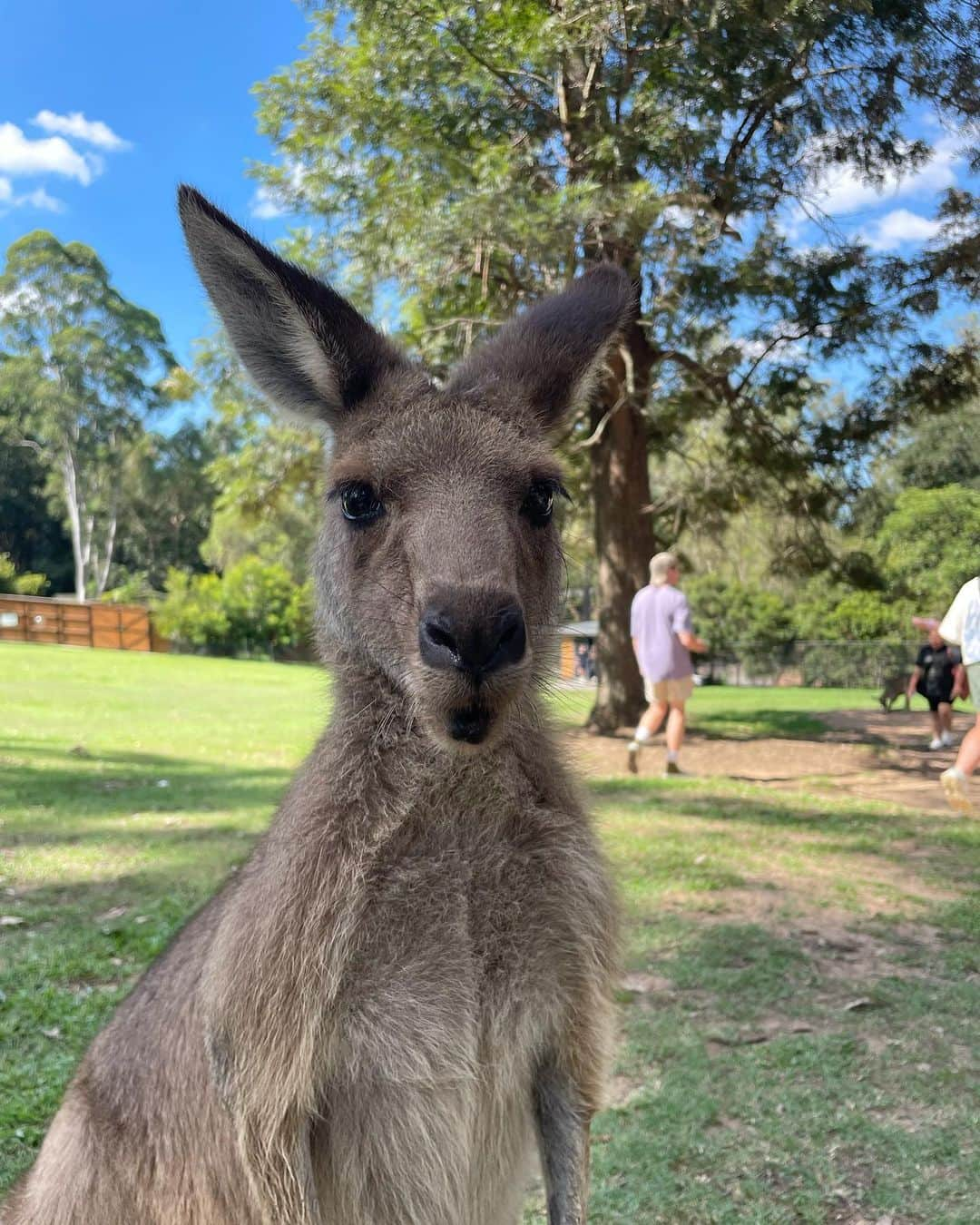 宇都宮絵莉のインスタグラム：「🦘🐨」