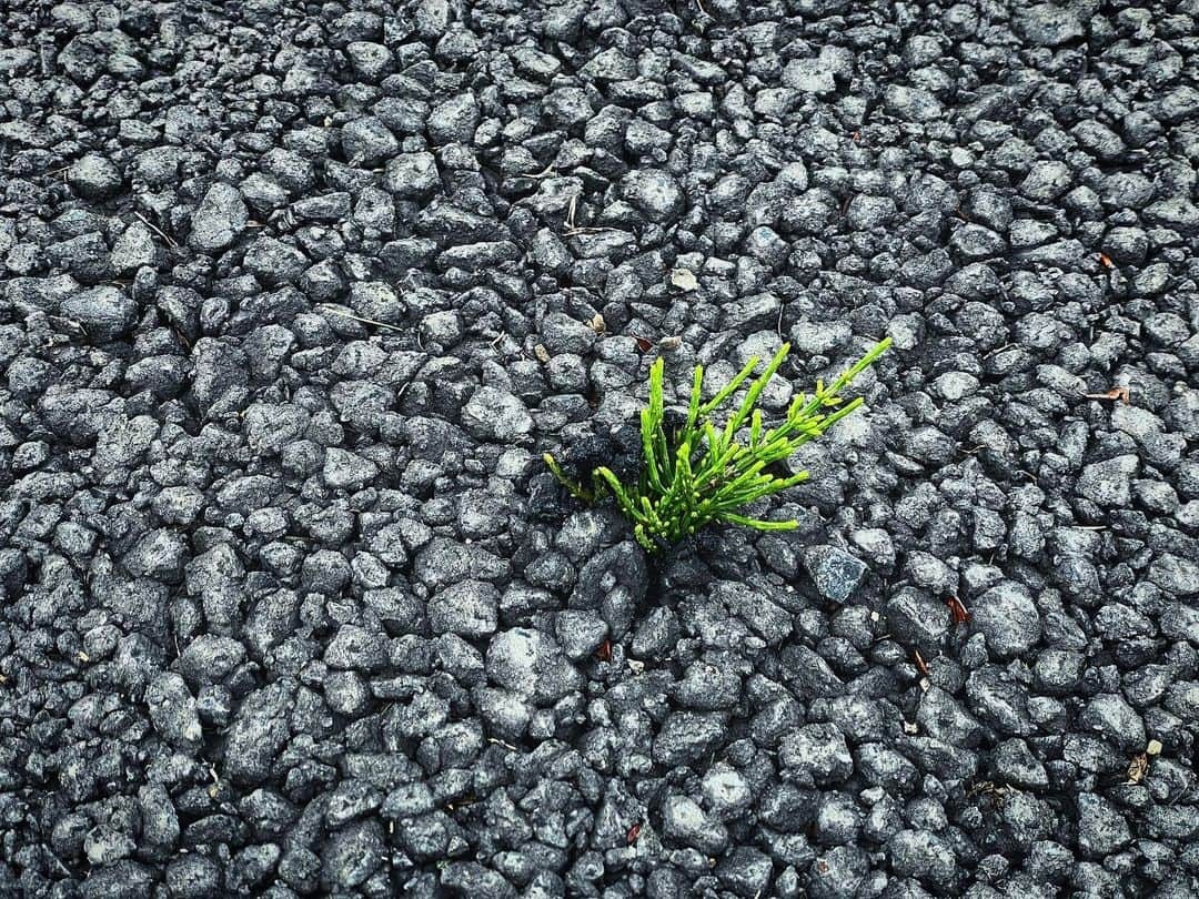 青山草太のインスタグラム：「力強い。  「道路から突き抜ける雑草の様に芯を太く強さと意志を持つ」  という意味で草太という 名前に…  なった訳ではありません（笑） 自分でそうなりたいという後付けです（笑）  #青山草太#sotaaoyama #草#雑草#grass #雑草という名の草はない」