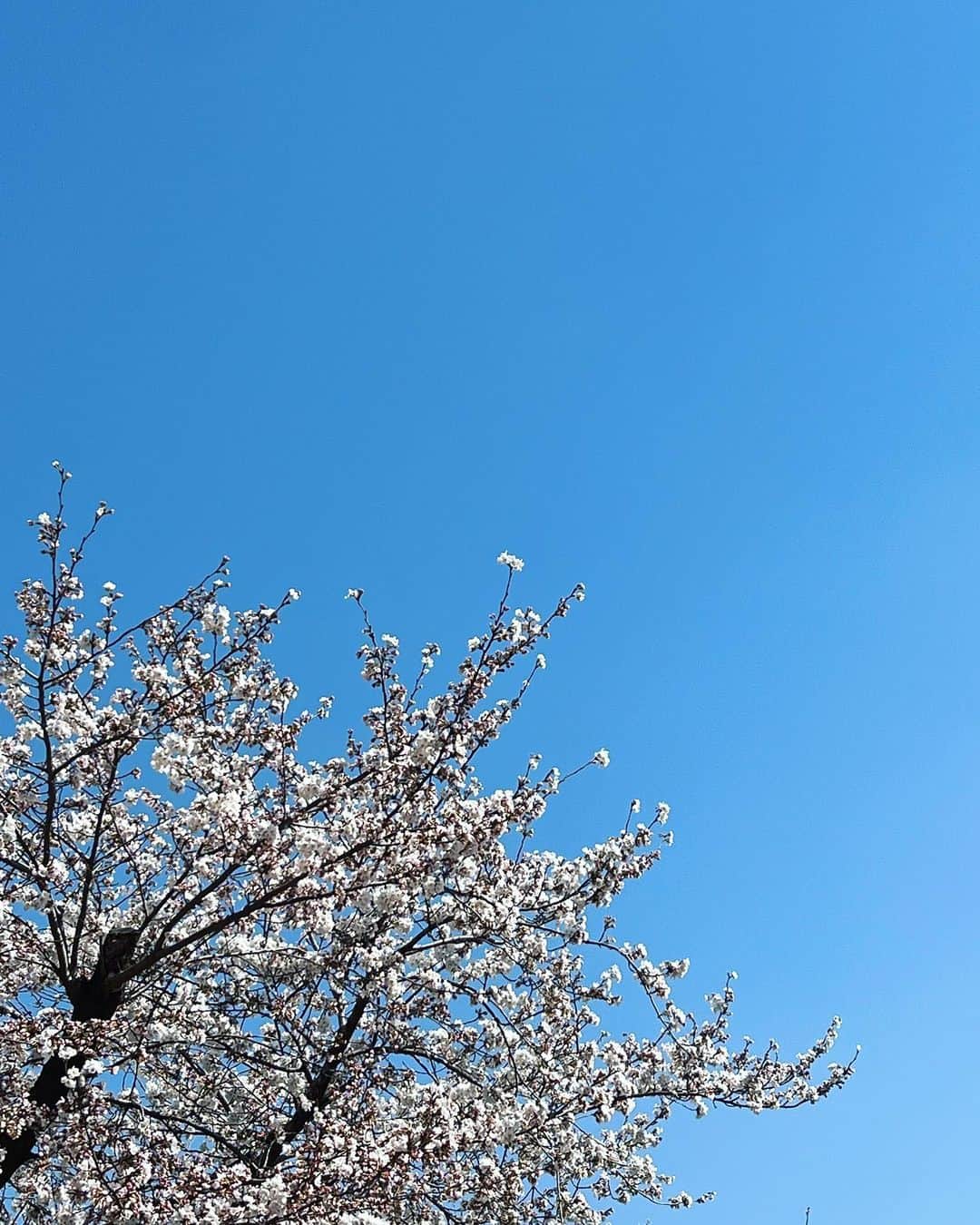 イ・シウォンのインスタグラム：「🌸」