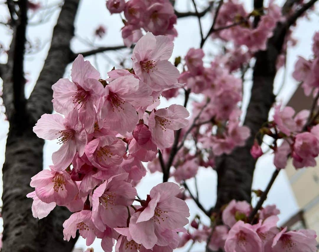 佐藤彩さんのインスタグラム写真 - (佐藤彩Instagram)「ちょこっと京都散策の思い出✨  先週の話ですが…  椿と苔の織りなす幻想的な光景に出会えたのは嬉しくて🥹  ここに、しだれ梅のピンクが加わる時期は さらに美しいだろうから、また来たいなぁ… なんて思いながら楽しんだ 城南宮のお庭✨  桜は開花宣言出るか出ないかの時期だったので 名所には行かず… クラフトビール醸造所でビールを楽しみました😂  冬の気まぐれIPA めちゃくちゃ美味しかった🥹 今度春の気まぐれ見つけたら また飲もう🍺 . .  京都でもレンタサイクル乗るとは思っていなかったけど 城南宮行くなら駅からちょい遠めなのでかなりオススメです🚲  #京都旅行 #桜の前も楽しめる #京都散歩 #城南宮 #椿の花 #東寺 #京都グルメ #京都離宮 #だし巻き卵 #京都醸造 #クラフトビール #クラフトビール好き #心くすぐる #京都はクラフトビールも熱い #今度ははしごしたいな #旅好き」3月26日 19時57分 - hbc_ayasato