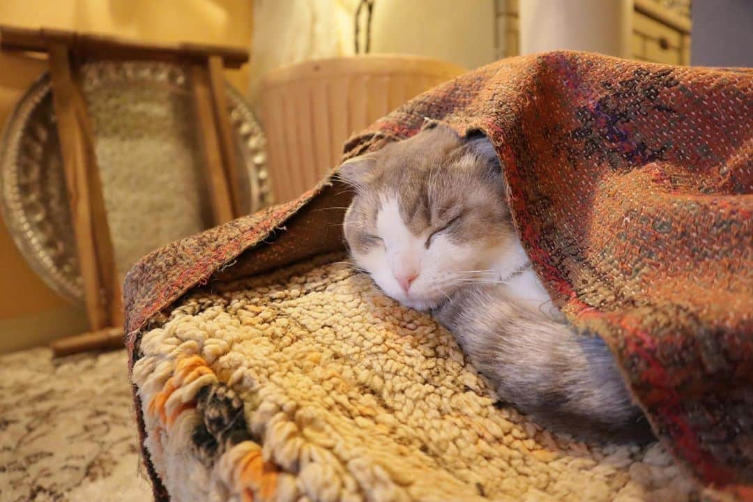 ohshima_moaさんのインスタグラム写真 - (ohshima_moaInstagram)「花冷えですにゃ☔️  #猫のいる暮らし #猫好きさんと繋がりたい #catsofinstagram #cats_of_world #無敵の親バカ同盟」3月26日 18時32分 - ohshima_moa