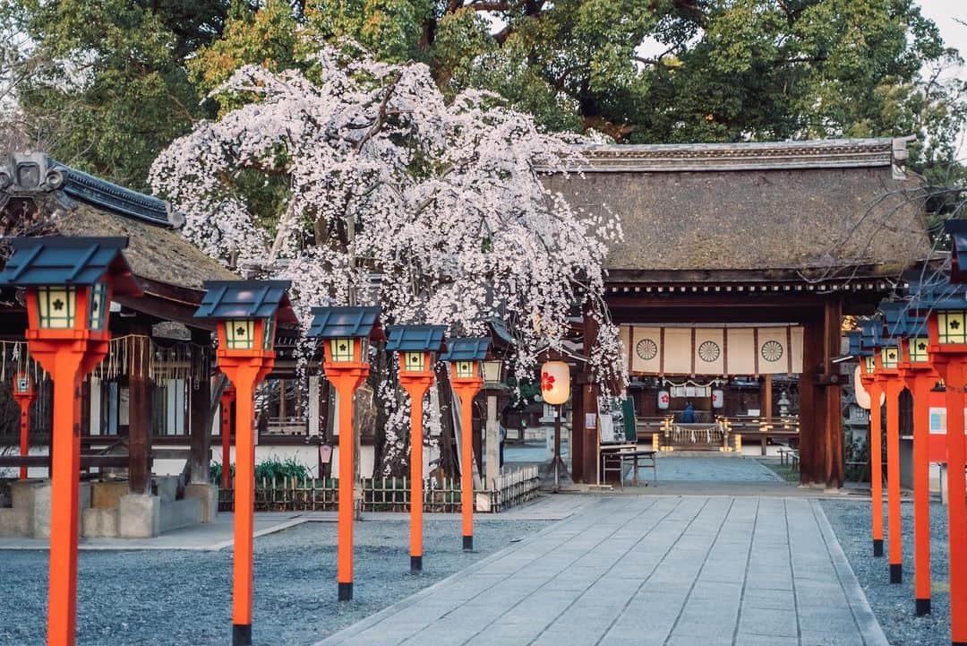 Sonoda COO Yukiyaのインスタグラム：「@coo_travelphoto ← Check photos 😊 Spring days in Kyoto 2023 #Kyoto #Kyototravel #Japan #KyotoPhotographer #JapanPhotographer」