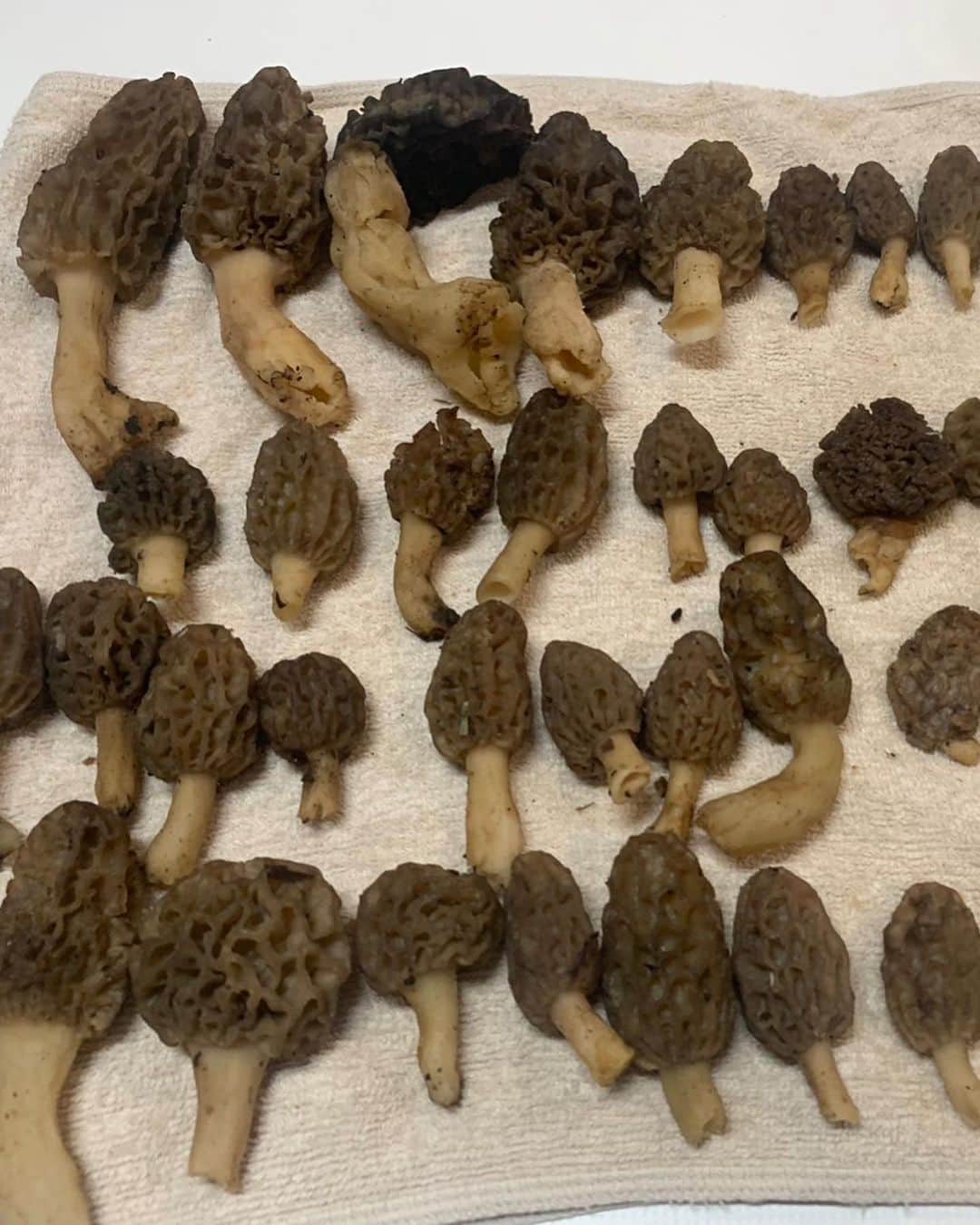 杉浦太陽さんのインスタグラム写真 - (杉浦太陽Instagram)「セイアのきのこデビュー戦2023🍄  アミガサタケ大量で見事勝利🏅  @sugiurataiyou_official  #セイア #今年のきのこデビュー戦 #激レアきのこ #アミガサタケ #ブラックモリーユ #いっぱい見つけたね〜！ #息子の最高の笑顔が見られました✨ #きのこで親子時間」3月26日 19時05分 - sugiurataiyou_official
