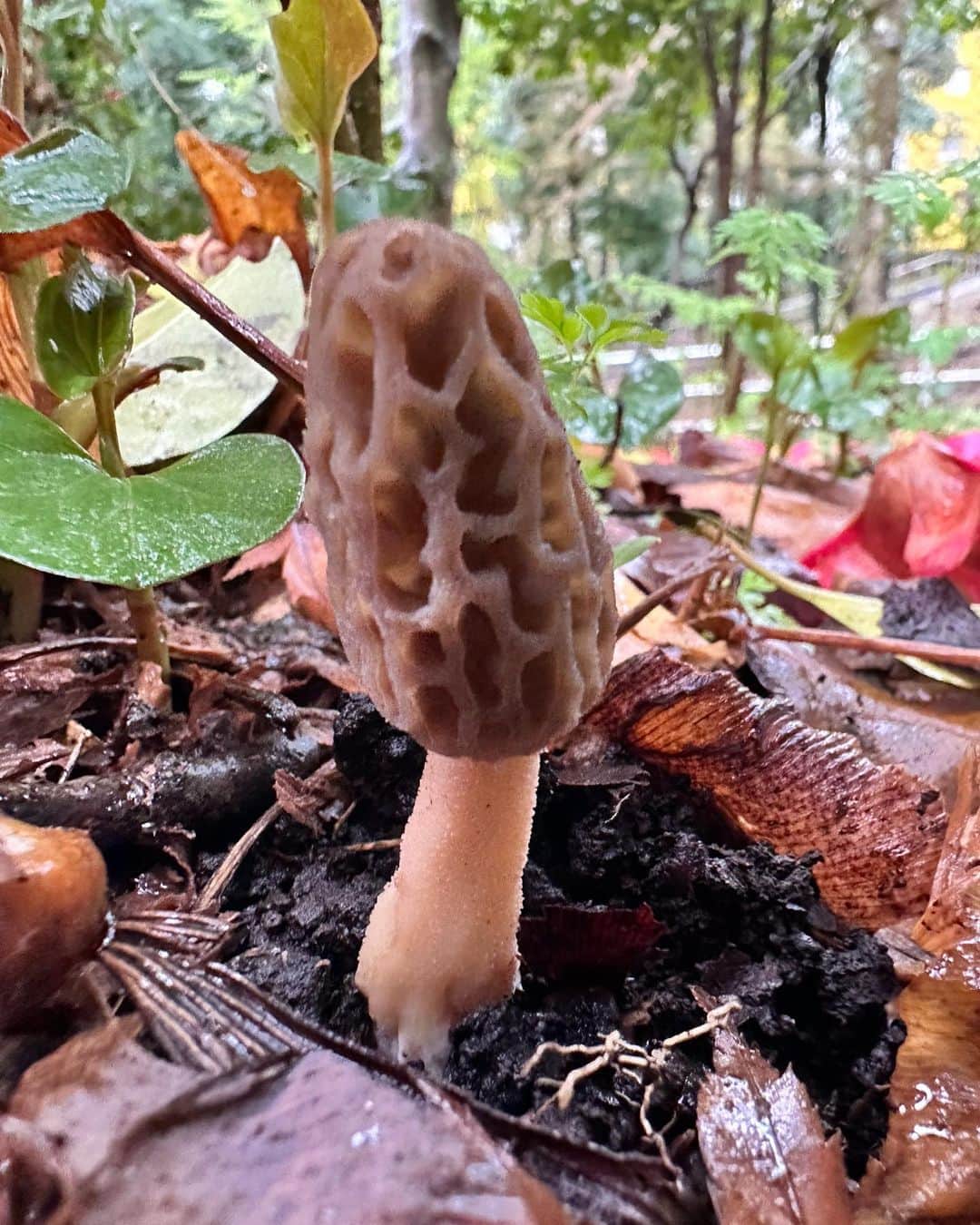 杉浦太陽さんのインスタグラム写真 - (杉浦太陽Instagram)「セイアのきのこデビュー戦2023🍄  アミガサタケ大量で見事勝利🏅  @sugiurataiyou_official  #セイア #今年のきのこデビュー戦 #激レアきのこ #アミガサタケ #ブラックモリーユ #いっぱい見つけたね〜！ #息子の最高の笑顔が見られました✨ #きのこで親子時間」3月26日 19時05分 - sugiurataiyou_official