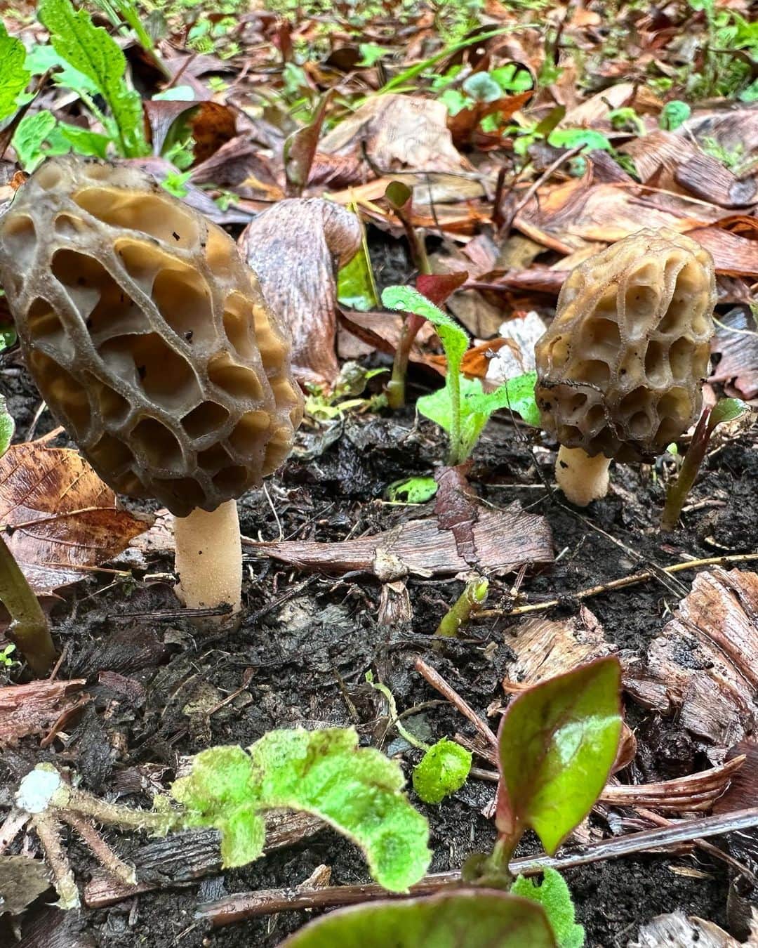 杉浦太陽さんのインスタグラム写真 - (杉浦太陽Instagram)「セイアのきのこデビュー戦2023🍄  アミガサタケ大量で見事勝利🏅  @sugiurataiyou_official  #セイア #今年のきのこデビュー戦 #激レアきのこ #アミガサタケ #ブラックモリーユ #いっぱい見つけたね〜！ #息子の最高の笑顔が見られました✨ #きのこで親子時間」3月26日 19時05分 - sugiurataiyou_official