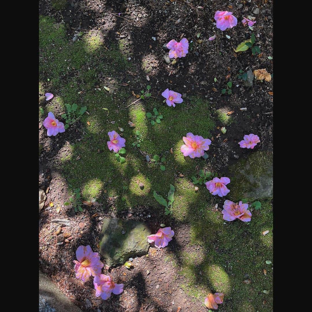 山本美月さんのインスタグラム写真 - (山本美月Instagram)「⋆⸜☾⸝‍⋆  椿を見に。  椿は落ちている姿も美しいな…」3月26日 19時07分 - mizuki_yamamoto_official