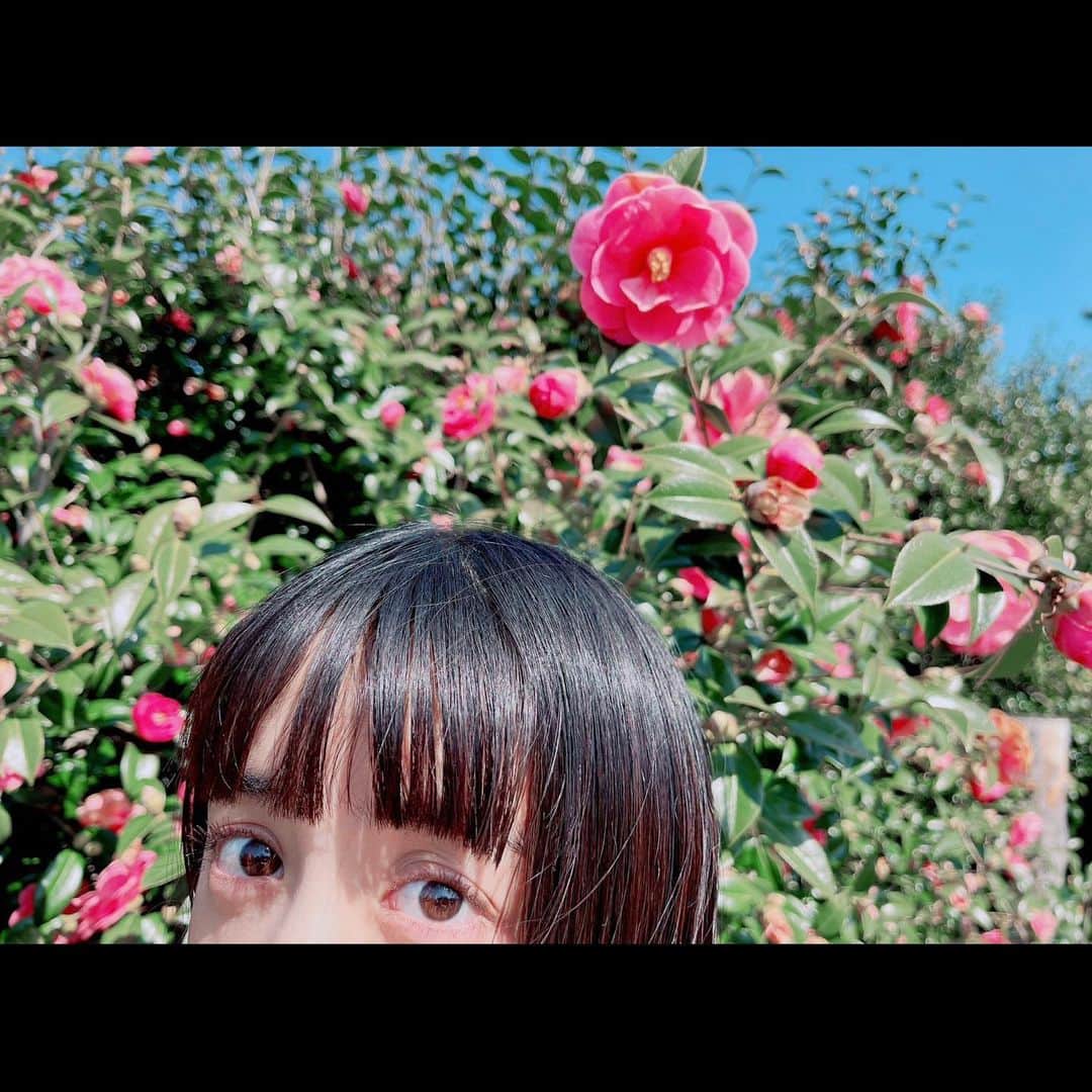 山本美月さんのインスタグラム写真 - (山本美月Instagram)「⋆⸜☾⸝‍⋆  椿を見に。  椿は落ちている姿も美しいな…」3月26日 19時07分 - mizuki_yamamoto_official