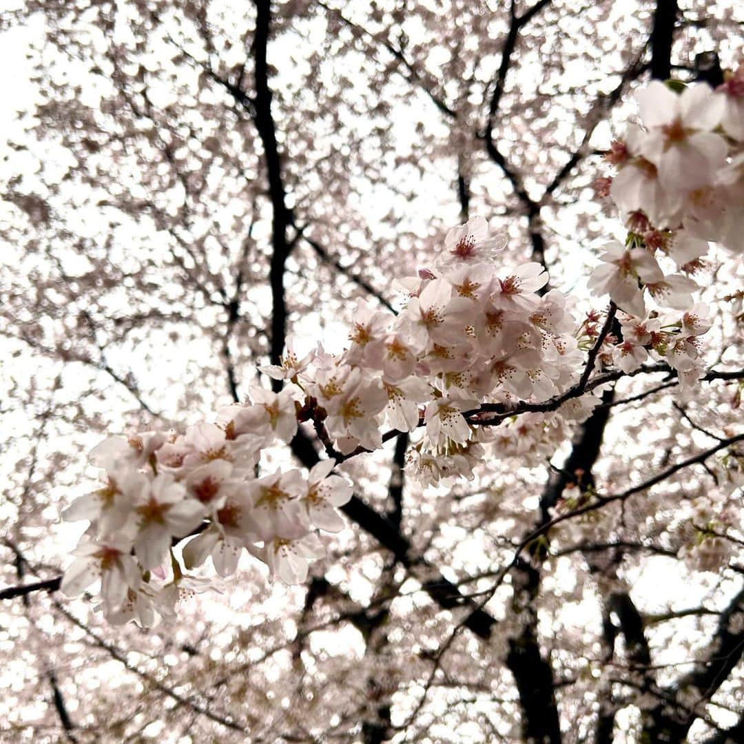 飯野詩帆さんのインスタグラム写真 - (飯野詩帆Instagram)「くもり空だと桜の薄いピンク色が際立ち、趣がありますね。  「お花見＝青空の下で」 というイメージを持つ方も多いですが、実は花曇りの日こそお花見日和かも。  雨だとさすがにビニールシートは広げられないけど、お散歩はちょうどいいかもですね🌸  #桜 #花曇り #花曇りの桜 #雨桜 #お花見 #雨の日のお花見 #🌸 #🍡」3月26日 19時08分 - shiho.1180