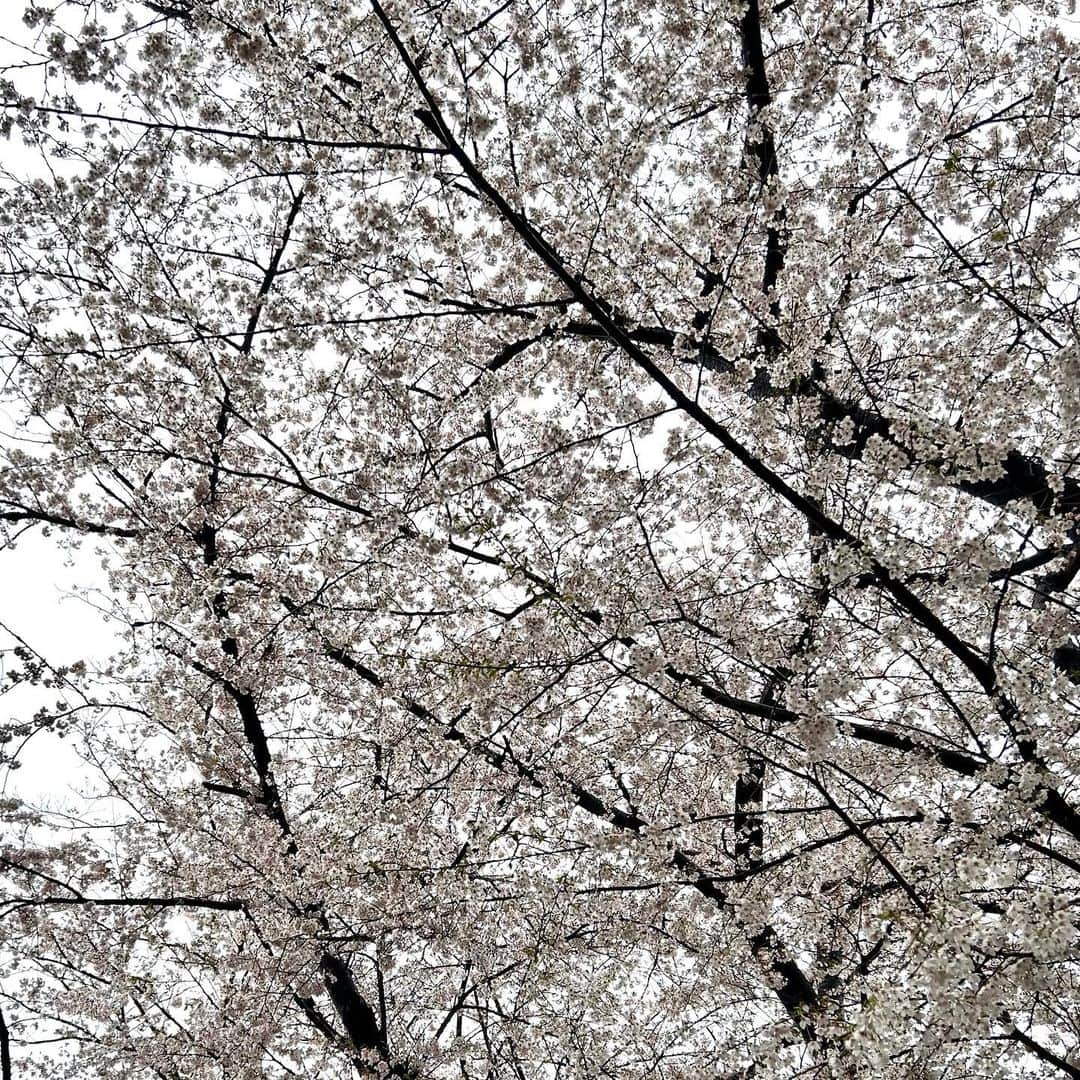 飯野詩帆さんのインスタグラム写真 - (飯野詩帆Instagram)「くもり空だと桜の薄いピンク色が際立ち、趣がありますね。  「お花見＝青空の下で」 というイメージを持つ方も多いですが、実は花曇りの日こそお花見日和かも。  雨だとさすがにビニールシートは広げられないけど、お散歩はちょうどいいかもですね🌸  #桜 #花曇り #花曇りの桜 #雨桜 #お花見 #雨の日のお花見 #🌸 #🍡」3月26日 19時08分 - shiho.1180