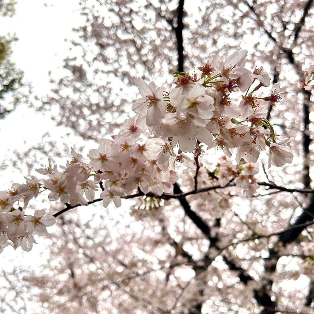 飯野詩帆さんのインスタグラム写真 - (飯野詩帆Instagram)「くもり空だと桜の薄いピンク色が際立ち、趣がありますね。  「お花見＝青空の下で」 というイメージを持つ方も多いですが、実は花曇りの日こそお花見日和かも。  雨だとさすがにビニールシートは広げられないけど、お散歩はちょうどいいかもですね🌸  #桜 #花曇り #花曇りの桜 #雨桜 #お花見 #雨の日のお花見 #🌸 #🍡」3月26日 19時08分 - shiho.1180